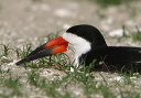 black_skimmer430