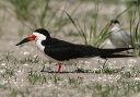 black_skimmer433