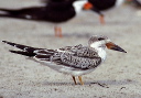 black_skimmer_imm
