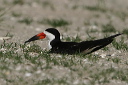 img_4406_skimmer