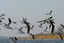 img_6696_skimmer
