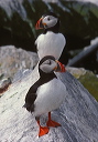 atlantic_puffinis