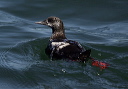 black_guillemot_2383