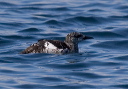 black_guillimot3721