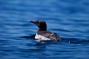 commonmurre