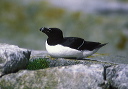 razorbill