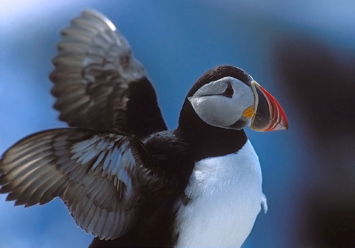 Fratercula arctica Alcidae