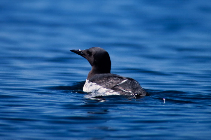 Uria aalge Alcidae