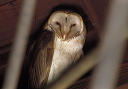 barnowl