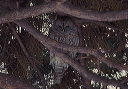 barred_owl2