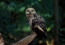 great_horned_owl