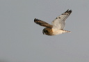 img_6238_owl