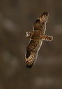 img_6245_owl