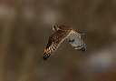 img_6249_owl