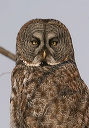 img_6433_owl