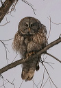 img_6447_owl