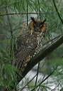 long-eared_owl001