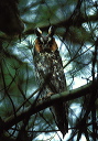 long-eared_owl2s