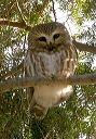 northern_saw-whet_owl8085
