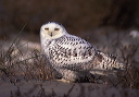 snowy_owl