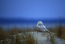 snowyowl1