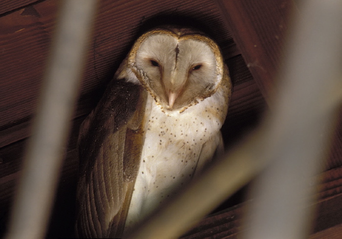 Tyto alba Tytonidae