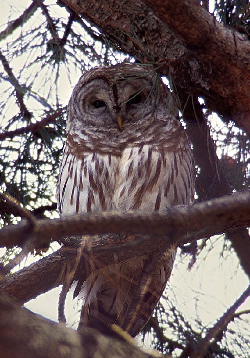 Strix varia Strigidae