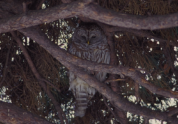 Strix varia Strigidae