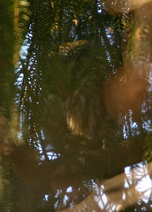 Aegolius funereus Strigidae