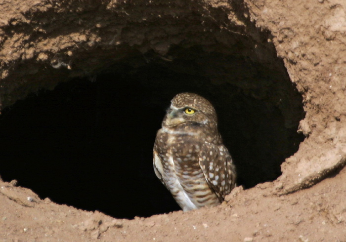 Athene cunicularia Strigidae