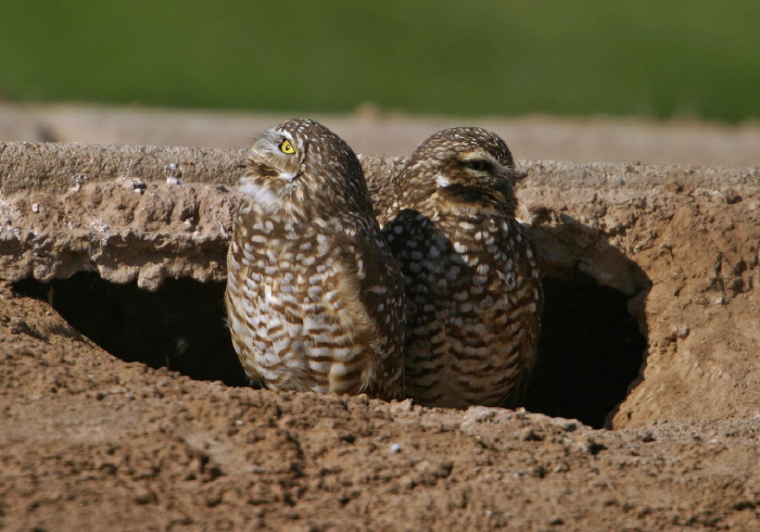 Athene cunicularia Strigidae