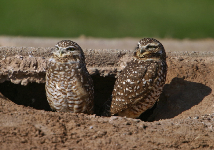 Athene cunicularia Strigidae