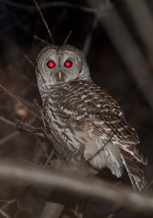 Strix varia Strigidae