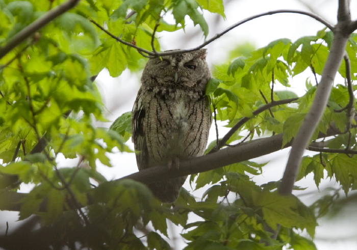 Otus asio Strigidae