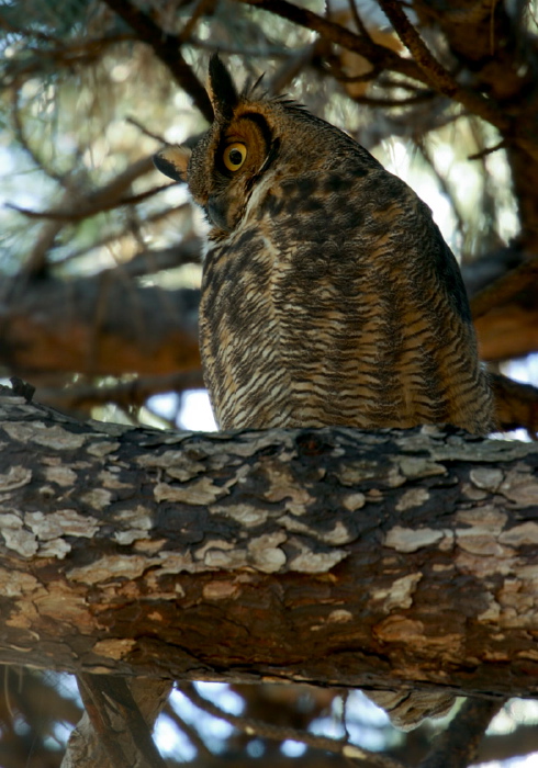 Bubo virginianus Strigidae
