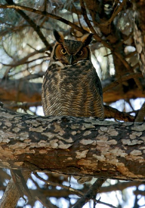 Bubo virginianus Strigidae