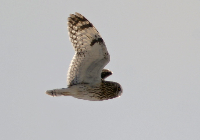 Asio flammeus Strigidae