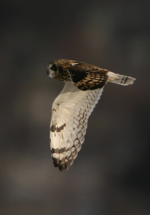 Asio flammeus Strigidae