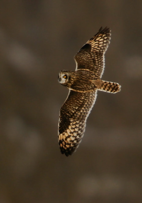 Asio flammeus Strigidae