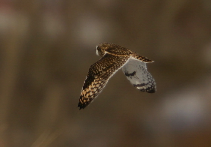 Asio flammeus Strigidae