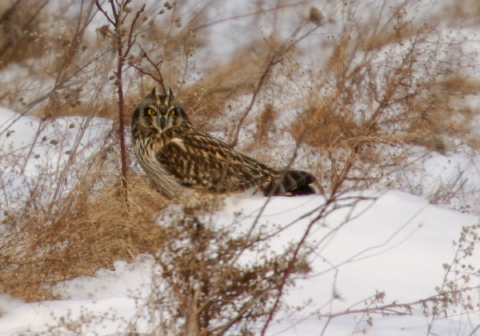 Asio flammeus Strigidae