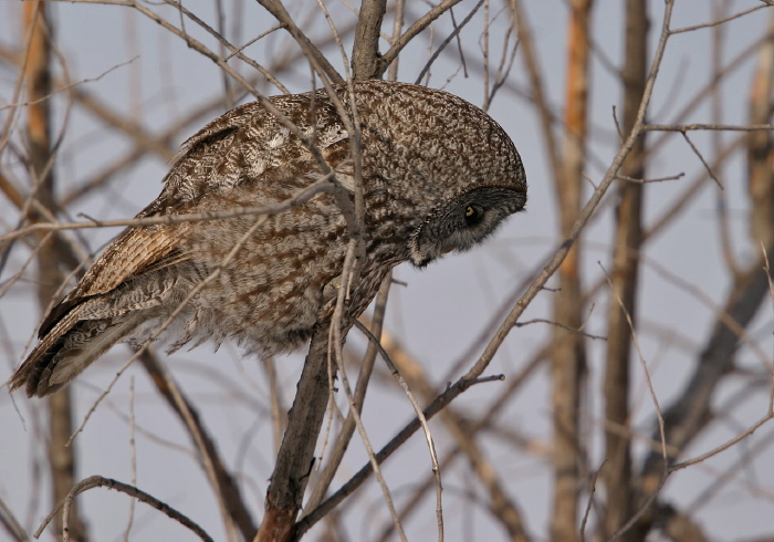Strix nebulosa Strigidae