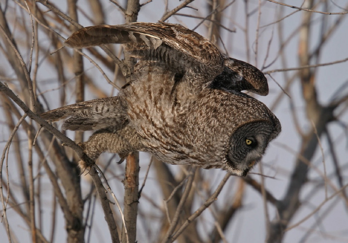 Strix nebulosa Strigidae