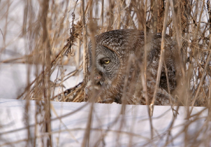 Strix nebulosa Strigidae