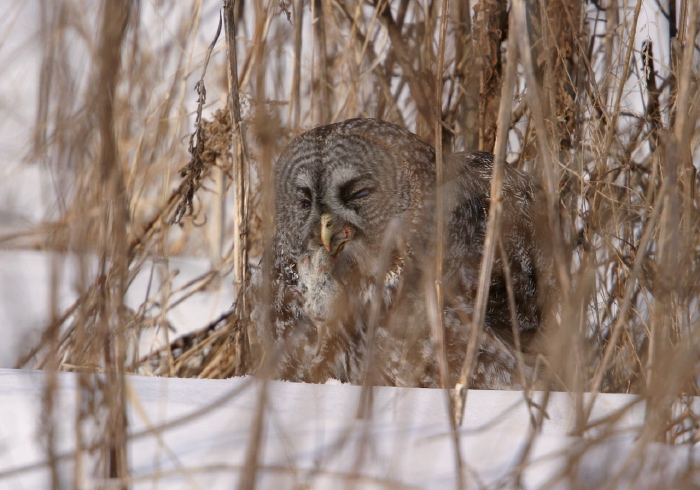 Strix nebulosa Strigidae