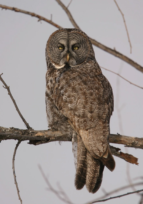 Strix nebulosa Strigidae