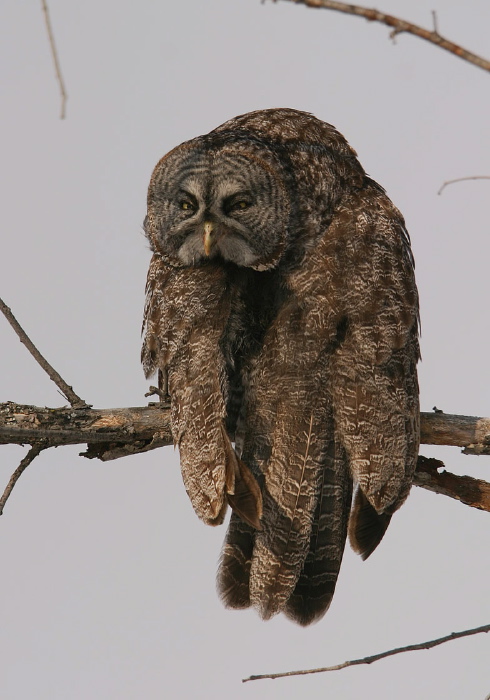 Strix nebulosa Strigidae