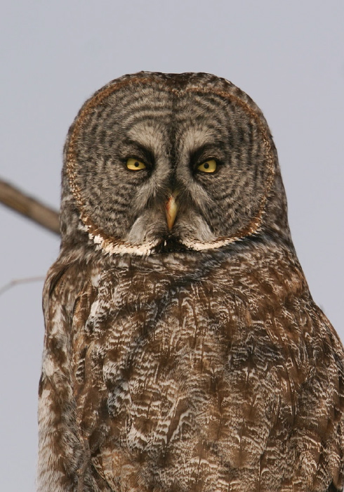 Strix nebulosa Strigidae