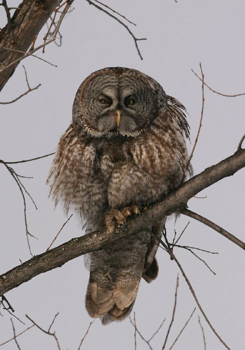 Strix nebulosa Strigidae