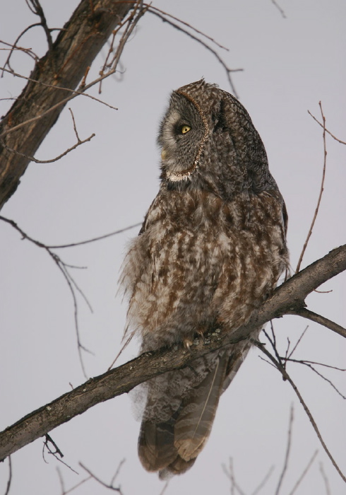 Strix nebulosa Strigidae